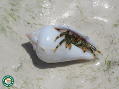 Clibanarius virescens