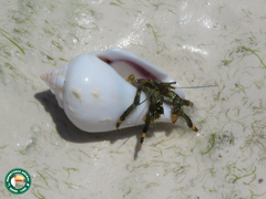 Clibanarius virescens