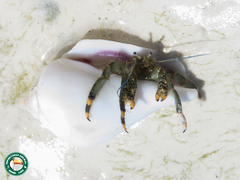 Clibanarius virescens