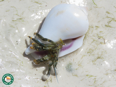 Clibanarius virescens
