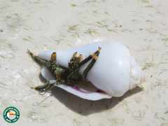 Clibanarius virescens