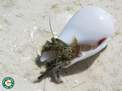 Clibanarius virescens