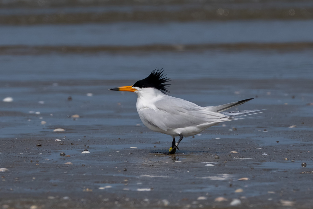 Chinese Crested Tern