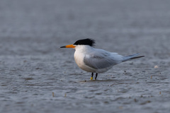 Chinese Crested Tern photo 4