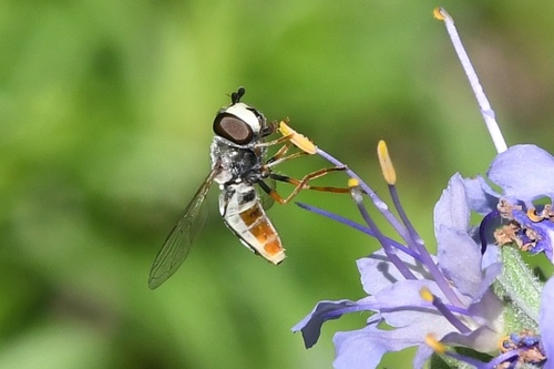 Unknown species found near 33rd St, East Sac, CA, USA