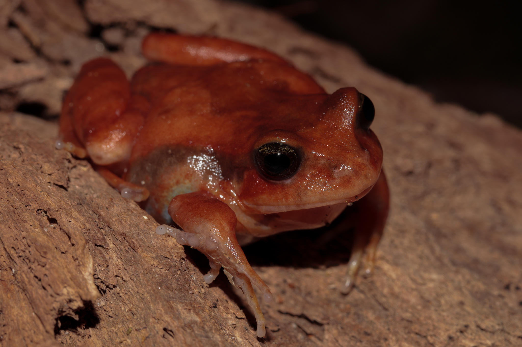 Eupsophus altor Nuñez, Rabanal & Formas, 2012