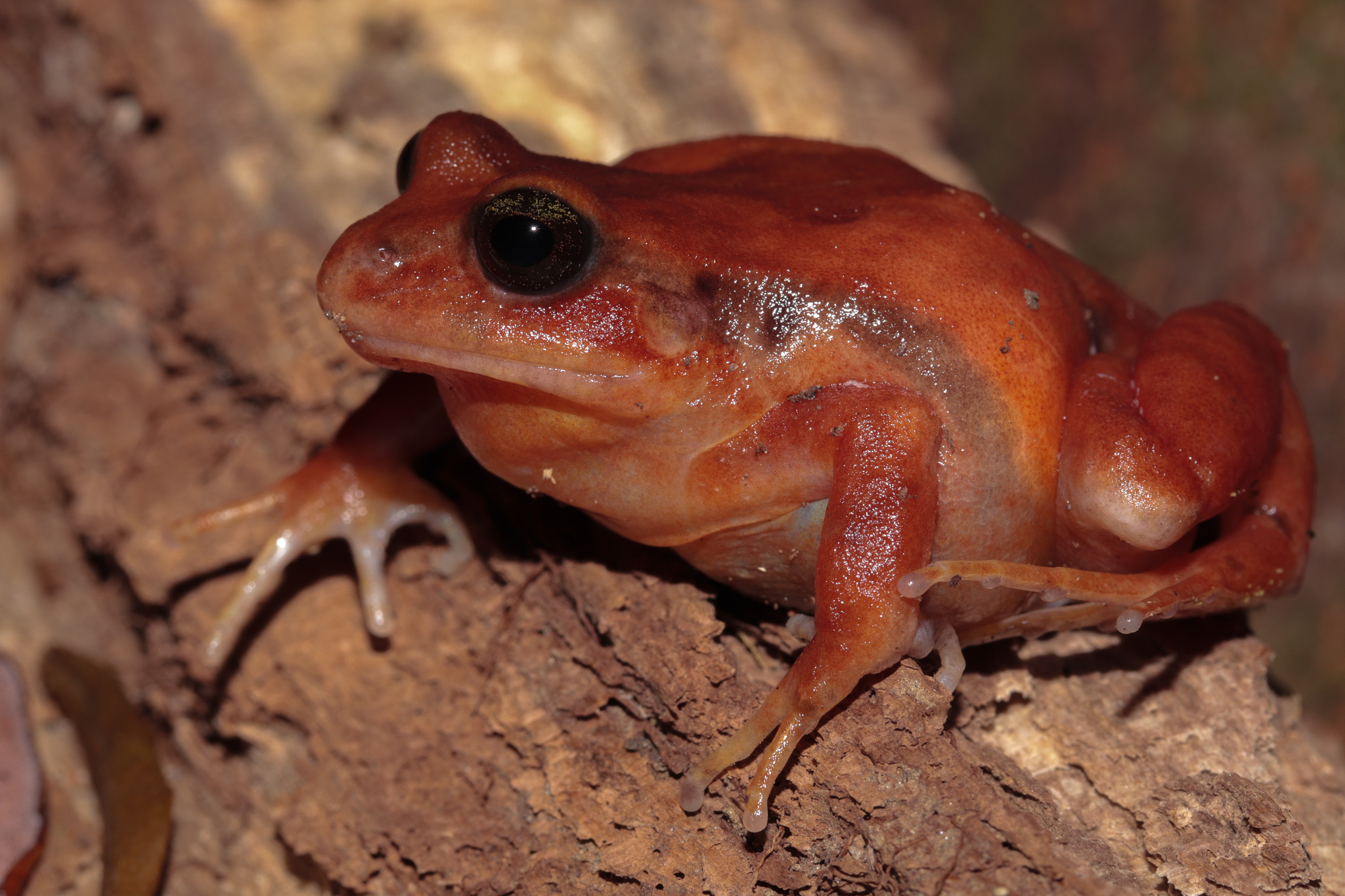 Eupsophus altor Nuñez, Rabanal & Formas, 2012