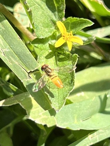 Unknown species found near Lillian St, Houston, TX, US