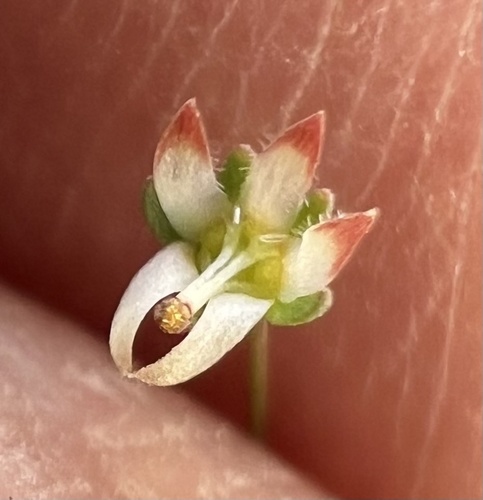 White Mountains threadplant (Nemacladus morefieldii)