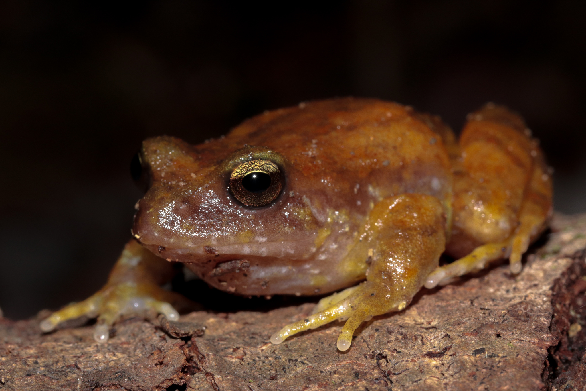 Eupsophus altor Nuñez, Rabanal & Formas, 2012