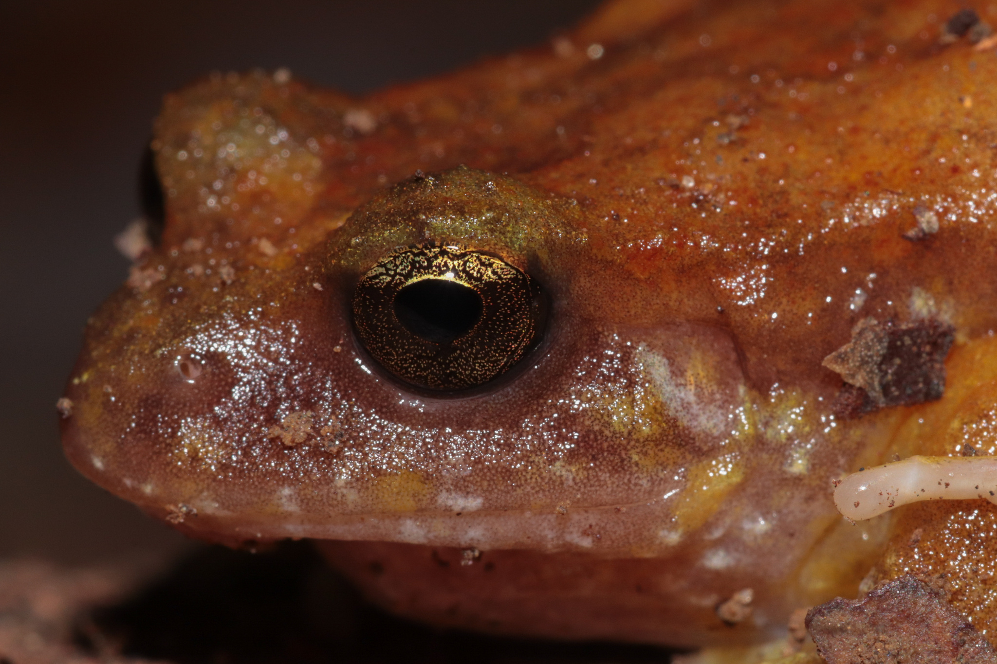 Eupsophus altor Nuñez, Rabanal & Formas, 2012