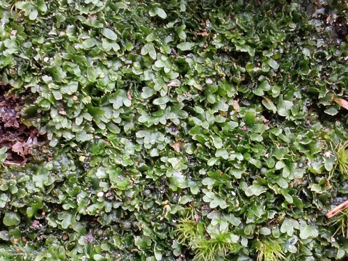 Bog Germanderwort (Riccardia latifrons)