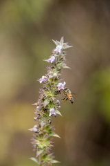 Hyptis rhytidea