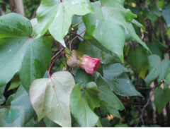 Gossypium herbaceum