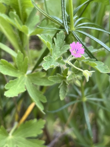 Spreading Crane's-bill (Geranium divaricatum)
