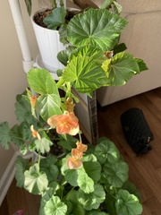 Begonia × tuberhybrida
