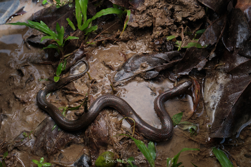 Sumatran Mud Snake