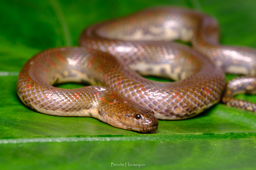 Sumatran Mud Snake