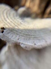 Trametes hirsuta