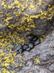 Austrolittorina cincta