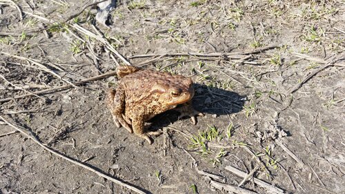 European Toad