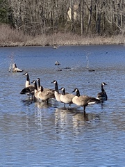 Branta canadensis