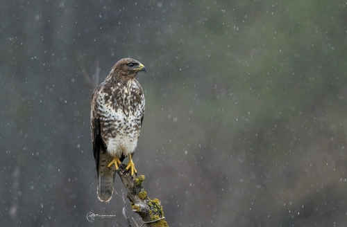 Common Buzzard