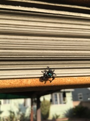 Phidippus audax
