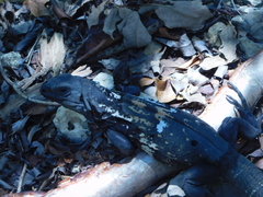 Ctenosaura oedirhina