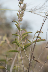 Hyptis rhytidea
