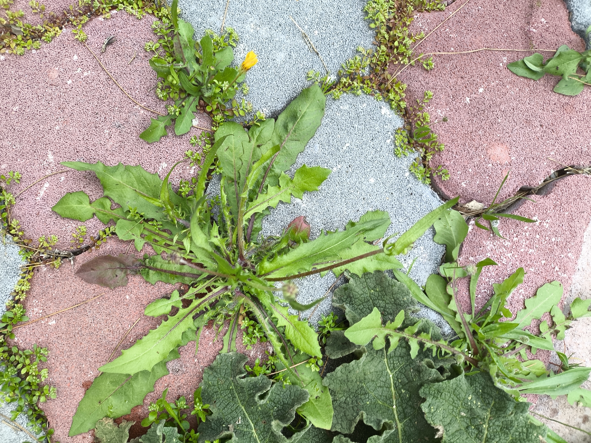 Stinking Hawksbeard (Crepis foetida)