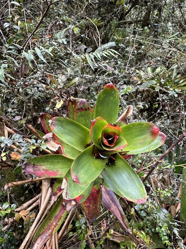 Guzmania gloriosa, photograph 5