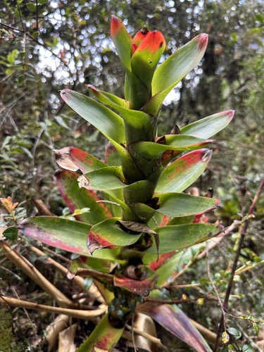 Guzmania gloriosa, photograph 4
