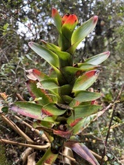 (c) Nicolás Baresch Uribe, some rights reserved (CC BY) Guzmania gloriosa, photograph (c) Nicolás Baresch Uribe, some rights reserved (CC BY)