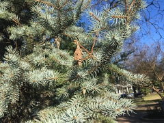 Thyridopteryx ephemeraeformis