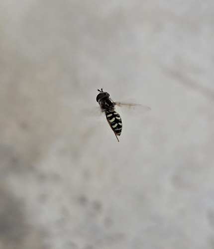 Unknown species found near Texas, US