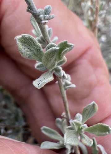 Bigelow sagebrush (Artemisia bigelovii)