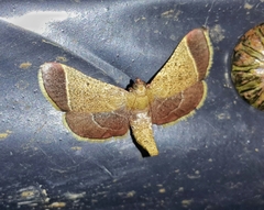 Hypsopygia amoenalis