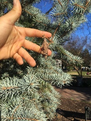 Thyridopteryx ephemeraeformis