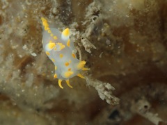 Polycera quadrilineata