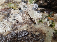 Lepidoblepharis hoogmoedi