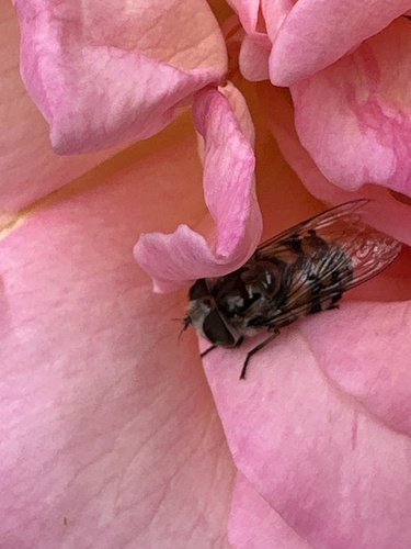 Unknown species found near Twin Springs Rd N, Kerrville, TX, US