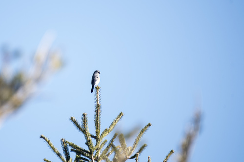 Taiwan Bullfinch (Pyrrhula owstoni), photo 2