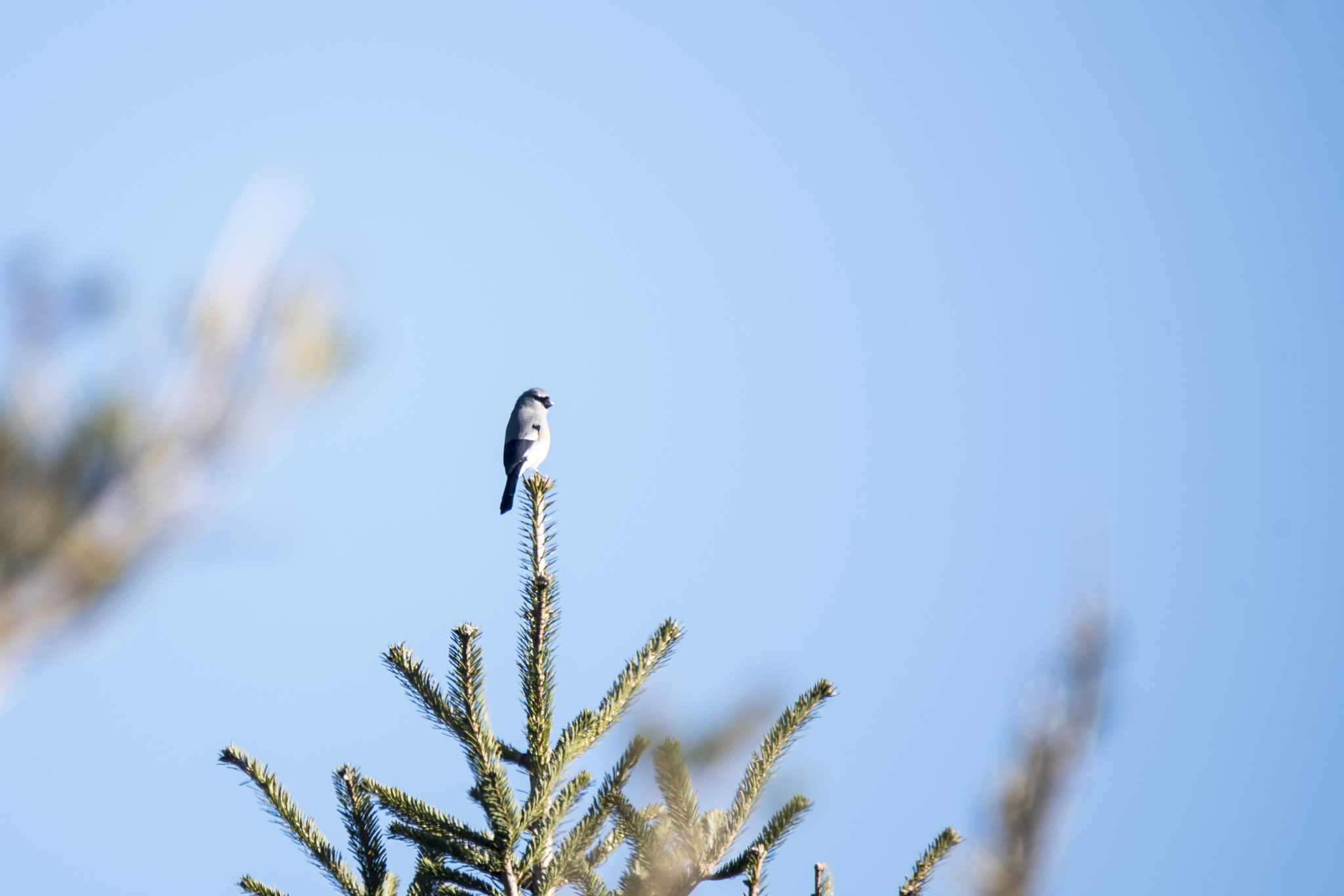 Taiwan Bullfinch (Pyrrhula owstoni), photo 2