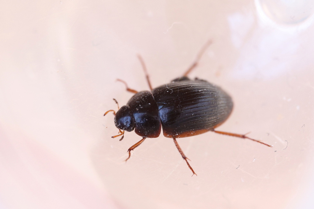 Hydrobius rottenbergii