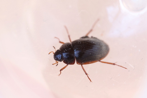 Hydrobius rottenbergii