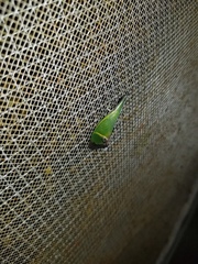 Odontoptera carrenoi