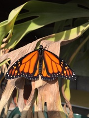 Danaus plexippus