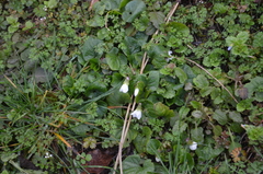 Viola alba