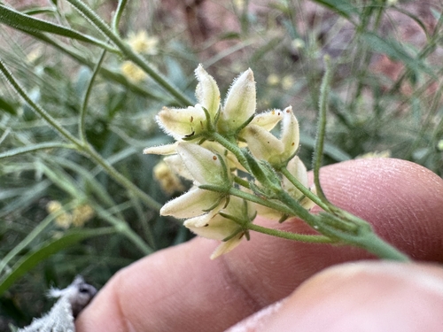 hairy milkweed (Funastrum hirtellum)